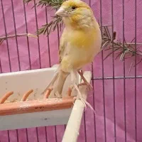 قناری ماده جفتی سهره اماده|پرنده|فردیس, نگارستان|دیوار