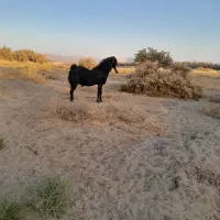 پاچن اصل نسل دار