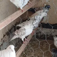 کبوتر تهرانی|پرنده|رباطکریم, الارد|دیوار