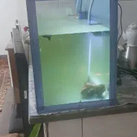 آکواریوم ۶۰در ۴۰|ماهی|قم, ولیعصر|دیوار