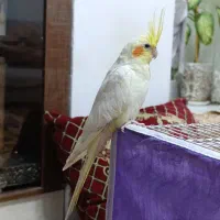 عروس هلندی ماده بالغ|پرنده|نیشابور, کوی حسینی|دیوار