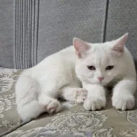 گربه بریتیش نر۴ ماهه با تمام وسایل|گربه|ری, دولتآباد|دیوار