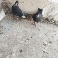 کفتر جفتی جوجه زرد گلی پلنگ|پرنده|رفسنجان, |دیوار