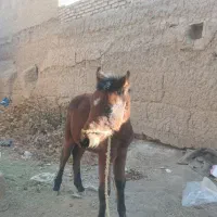 اسب نر|اسب و تجهیزات اسبسواری|نیشابور, دارایی|دیوار