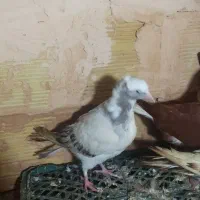 آبی عرب|پرنده|سراجو, |دیوار