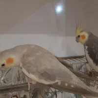 عروس هلندی جفت و زیبا|پرنده|تهران, منیریه|دیوار