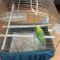 یک جفت مرغ عشق