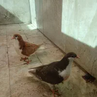 کبوتر|پرنده|فولادشهر, B2|دیوار