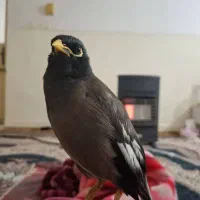 مرغ مینا سخنگوم گم شده اگه کسی پیداش کرد پیام بده