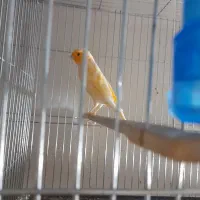 قناری ماده|پرنده|تهران, میرداماد|دیوار