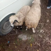 دو بره نره ماده