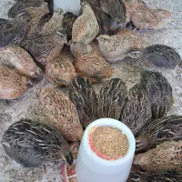 بلدرچین|حیوانات مزرعه|خورموج, |دیوار