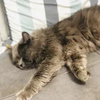 واگذاری گربه|گربه|بندرعباس, |دیوار