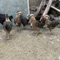 جوجه مرغ گلین لری
