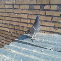 جوجه پلاکی واکسن خورده