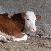 فروش ویژه گوساله های پرواری اصیل