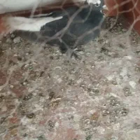 کبوتر|پرنده|تبریز, |دیوار