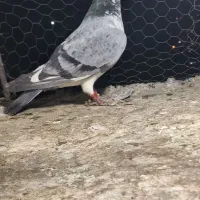 کفتر بوم شهرستان و صید