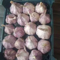 سیر گوگان آذر شهر کشت در خرمدره ارگانیک