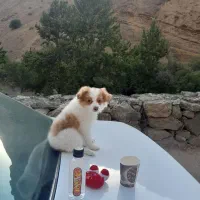 سگ نر
