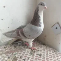 کبوتر|پرنده|مشهد, وکیل‌آباد|دیوار