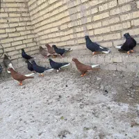 اهواز|پرنده|اهواز, گلدشت|دیوار