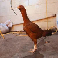 مرغ لاری|حیوانات مزرعه|مزرعه کتول, |دیوار