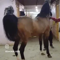 اسب دره شور|اسب و تجهیزات اسب‌سواری|تبریز, |دیوار