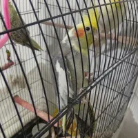 سه عدد عروس هلندی|پرنده|مشهد, هفت تیر (نه دره)|دیوار