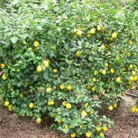نیرو کار بلد واسه چیدن مرکبات دارم