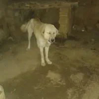 سگ پژدر|سگ|تویسرکان, |دیوار