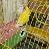 طوطی برزیلی فروش و معاوضه