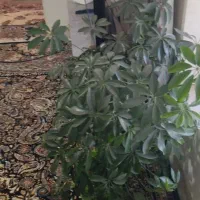 گل شفلرا|گل و گیاه طبیعی|کارزان, |دیوار