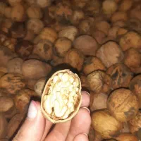 گردو