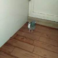 پرنده|پرنده|قم, ولیعصر|دیوار