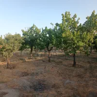 فروش زمین|فروش زمین و ملک کلنگی|مشهد, کلاته برفی|دیوار