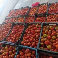 گوجه ،بازان