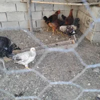 فروش مرغ خروس وبوقلمون