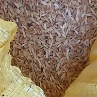 فروش|حیوانات مزرعه|باشتین, |دیوار