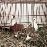 خروس و کفتر نقش و پرشی|پرنده|یزد, |دیوار