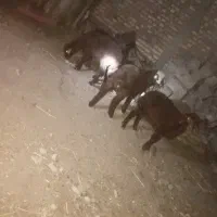 بره نر