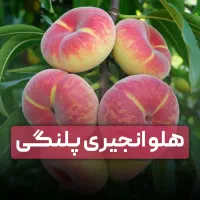 خرید نهال گیلاس و آلبالو اصلاح‌شده و پربار|خدمات باغبانی و درختکاری|سرپل ذهاب, |دیوار