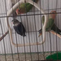 طوطی برزیلی