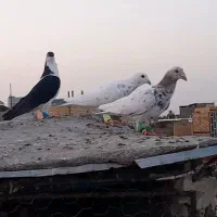 کفتر سار سرور