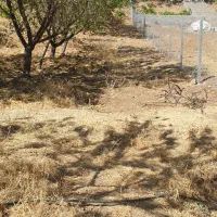 باغ در مسیر سورین|فروش زمین و ملک کلنگی|ننور, |دیوار