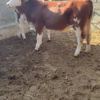 تلیسه مونت سیمینتال قرمز شرابی جنس