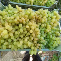 نیروی خانم