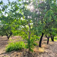 هزارمتر زمین|فروش زمین و ملک کلنگی|شاهین‌شهر, فردوسی|دیوار