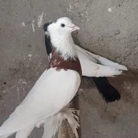 یک جفت طوقی|پرنده|قم, باجک دو|دیوار