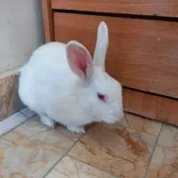 خرگوش زبروزرنگ